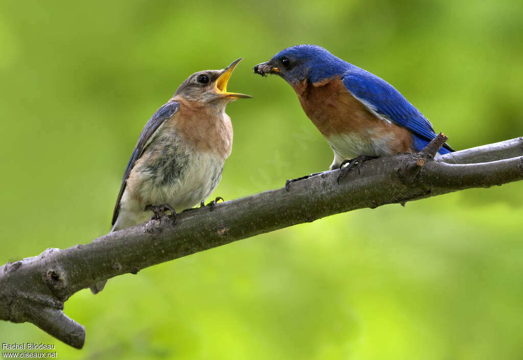 Eastern Bluebirdadult, feeding habits, courting display, Behaviour