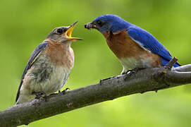 Eastern Bluebird