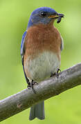 Eastern Bluebird