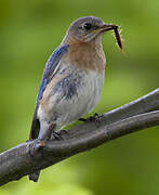 Eastern Bluebird