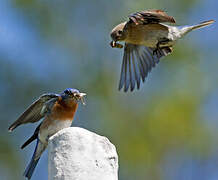 Eastern Bluebird