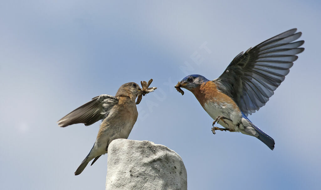 Eastern Bluebird adult, identification, Flight, feeding habits, Behaviour