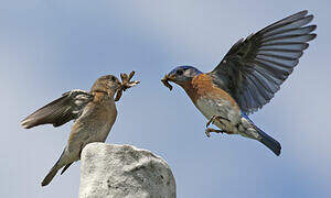 Eastern Bluebird