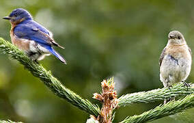 Eastern Bluebird