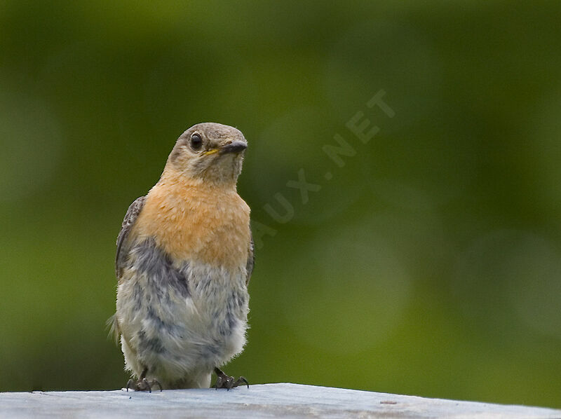 Eastern Bluebird female