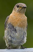 Eastern Bluebird