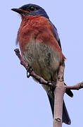 Eastern Bluebird