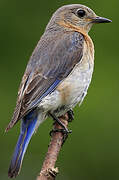 Eastern Bluebird