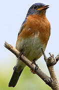 Eastern Bluebird