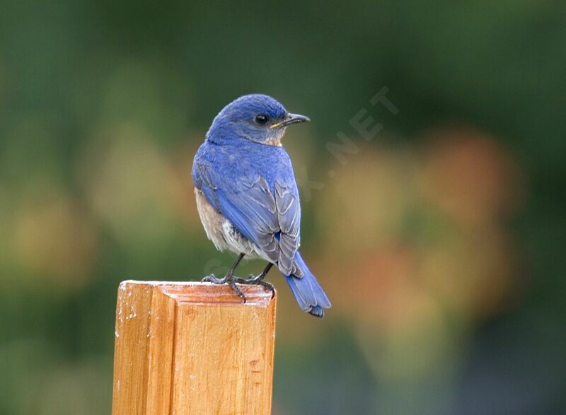 Eastern Bluebird male