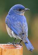 Eastern Bluebird