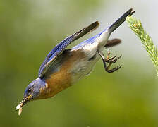 Eastern Bluebird