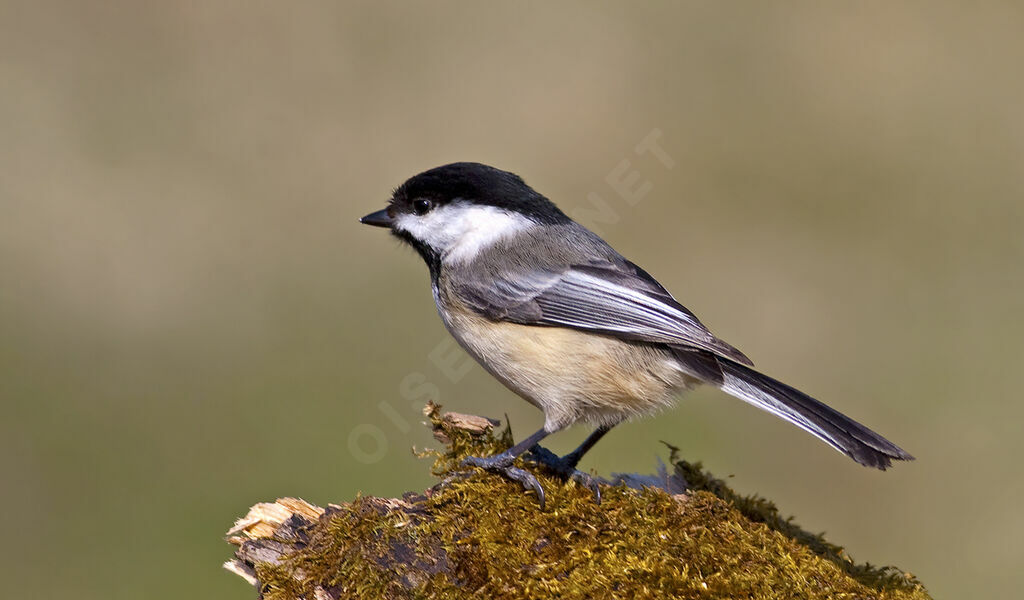 Mésange à tête noire