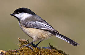 Black-capped Chickadee