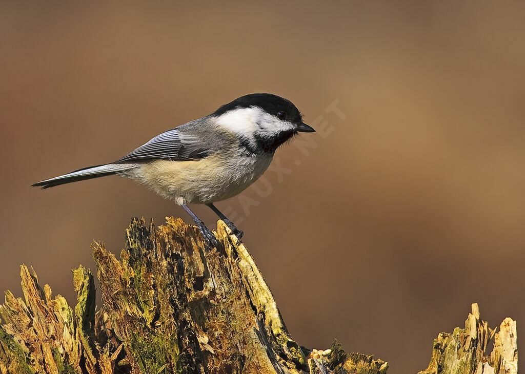 Black-capped Chickadee, identification