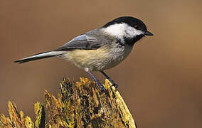 Black-capped Chickadee