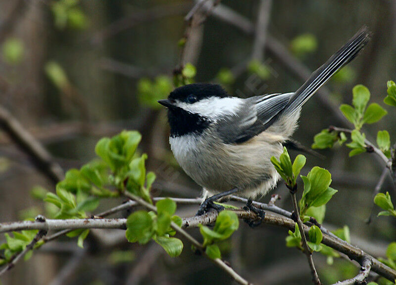 Mésange à tête noire