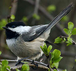 Mésange à tête noire