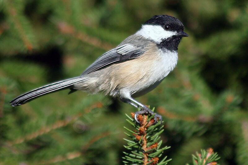 Black-capped Chickadee