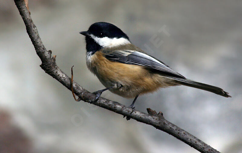 Mésange à tête noire