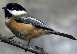 Black-capped Chickadee