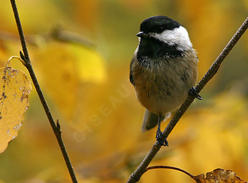 Mésange à tête noire