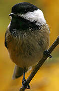 Black-capped Chickadee