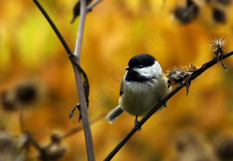 Black-capped Chickadee