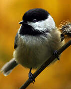 Black-capped Chickadee