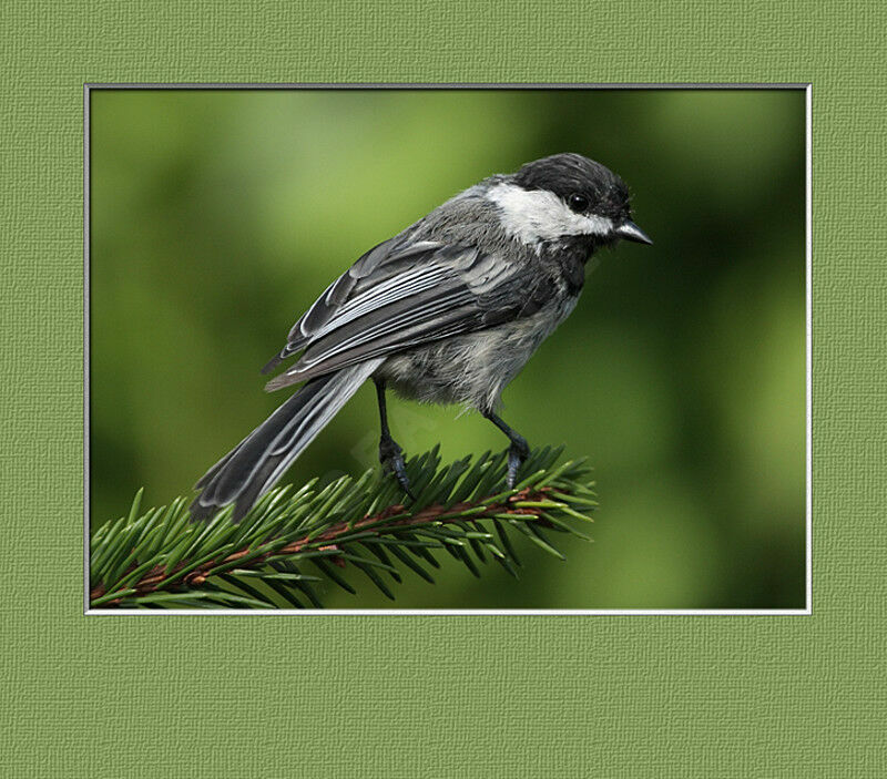 Mésange à tête noire