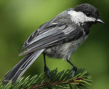 Black-capped Chickadee