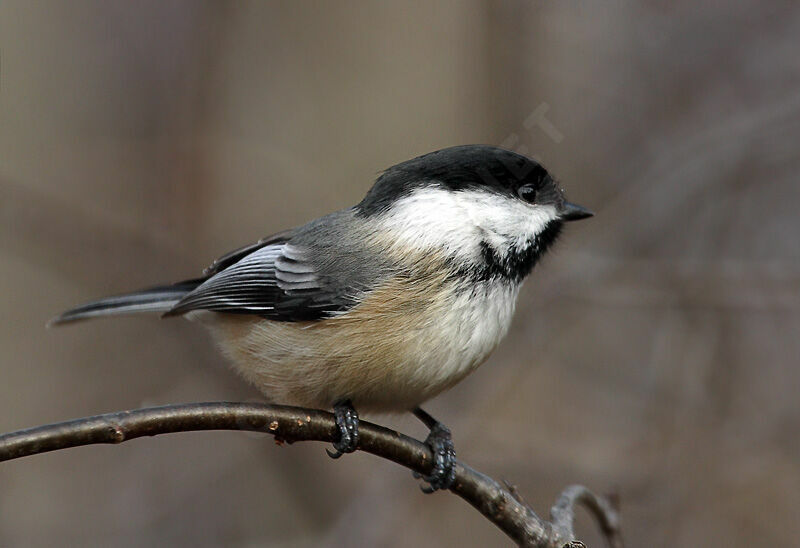 Black-capped Chickadee