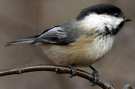 Black-capped Chickadee