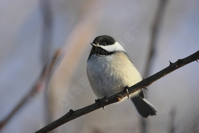 Black-capped Chickadee