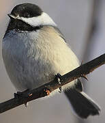 Black-capped Chickadee