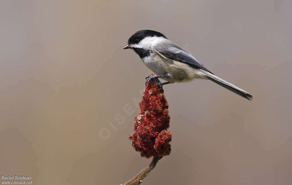 Black-capped Chickadeeadult, feeding habits