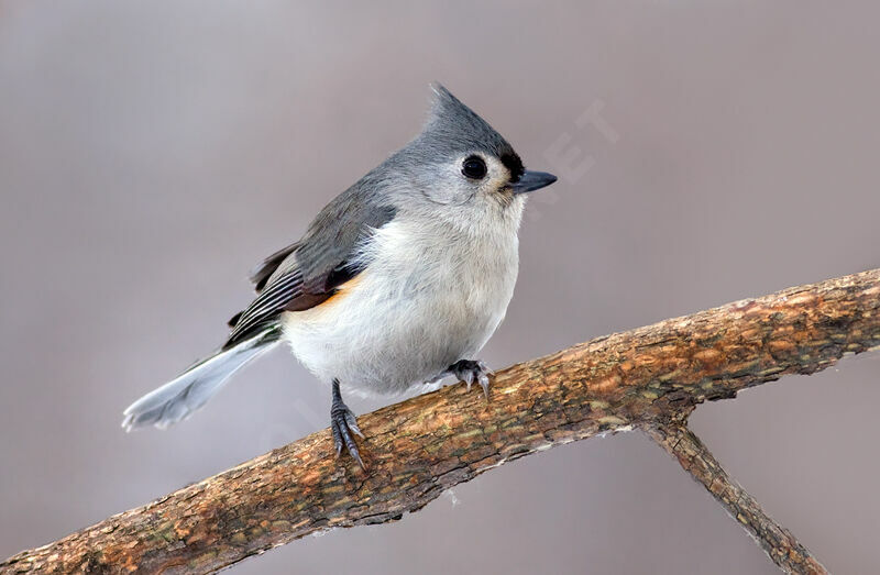 Tufted Titmouse, identification