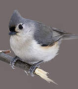 Tufted Titmouse