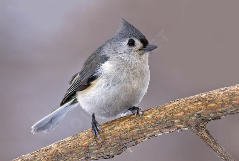 Mésange bicolore, identification