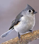 Tufted Titmouse