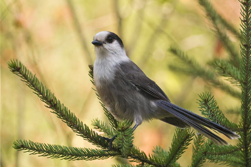 Grey Jay