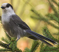 Grey Jay