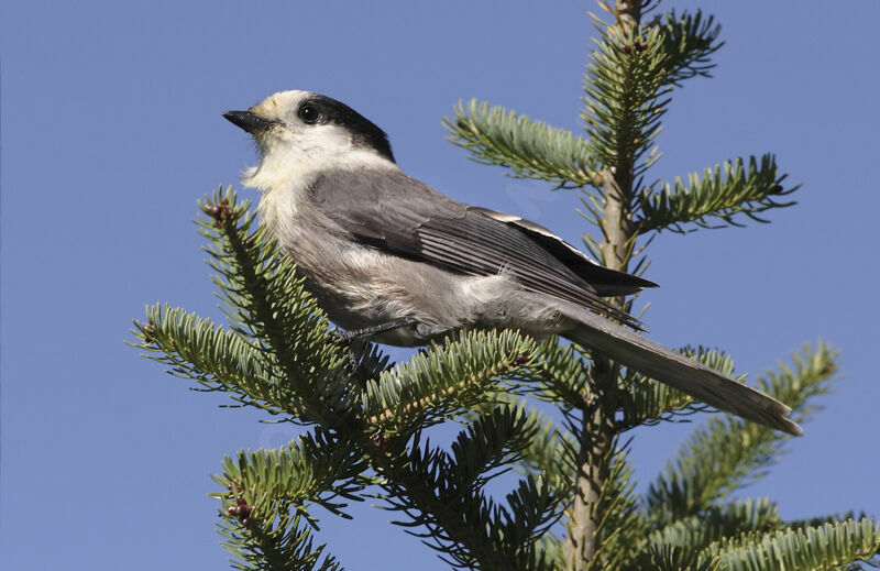 Grey Jay