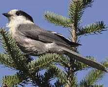 Grey Jay