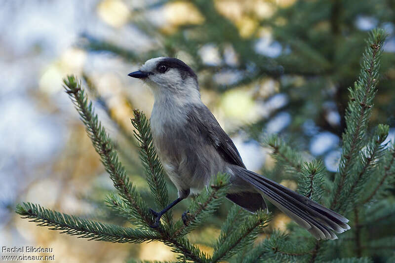 Mésangeai du Canada, identification