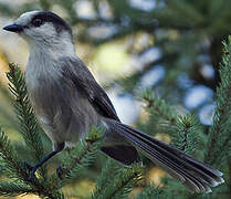 Grey Jay