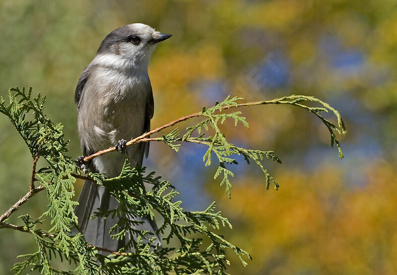 Grey Jay