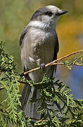 Grey Jay