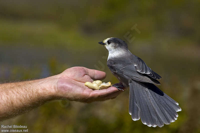 Grey Jay