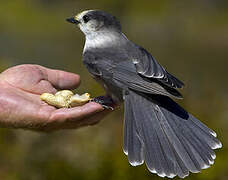 Grey Jay